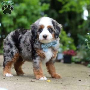 Zeke, Mini Bernedoodle Puppy